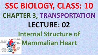 Internal Structure of Mammalian Heart  SSC BIOLOGY  Class 10 [upl. by Behah481]