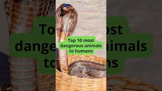 Top 10 Most Dangerous Animals to Humans [upl. by Nertie]