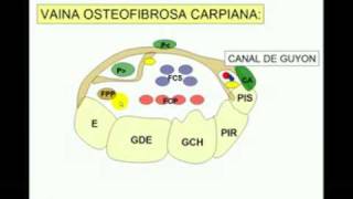 Tunel Carpiano Diagnostico X [upl. by Dalton]