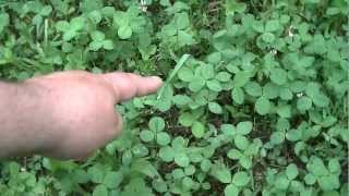 Uncle Milo Explains   2  How to Find a 4 leaf clover [upl. by Eduj]