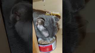 Sassy Russian blue cat in kitchen cabinet eating cat food cute [upl. by Acissj507]