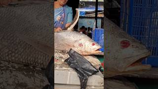 Malad fish market latest video Vishal prabhe shorts fishing [upl. by Herve770]