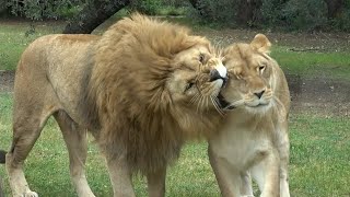 LION 🦁 PARC ANIMALIER de la BARBEN [upl. by Aeniah584]