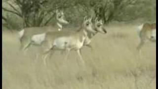 Pronghorn Antelope [upl. by Nrehtac]