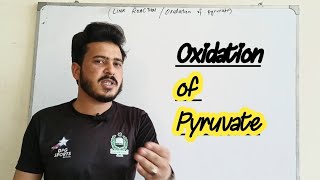 Oxidation of Pyruvate Link reaction biology class 11 [upl. by Bary]