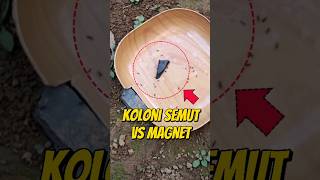 EKSPERIMEN KOLONI SEMUT VS POTONGAN MAGNET 🧲 eksperimen semut semutkecil semuthitam semutapi [upl. by Ettedanreb546]