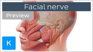 Facial nerve branches and course preview  Human Neuroanatomy  Kenhub [upl. by Suivatram61]