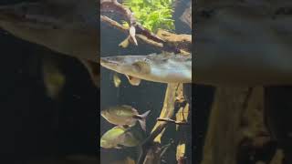 Aquarium  Marwell Zoo  Winchester [upl. by Ibbob]