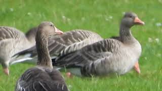 Hamburg Stadtparkda doğal ortamdaki yaban kazları hamburg stadtpark yabankazları [upl. by Gathard]