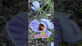 Why Do Queen Bumblebees End Up Homeless [upl. by Suzette]