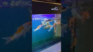 Morning feeding time  Today Im feeding Hikari cichlid sinking gold koifish tinfoilbarb hikari [upl. by Keane]