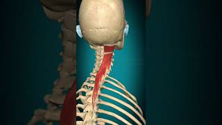 Semispinalis capitis action Vertebral column contralateral rotation muscle anatomy [upl. by Arbmat437]