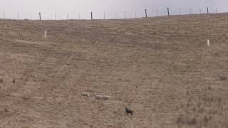 Tasman  Marlborough sheep dog trials Zig Zag Hunt 6 [upl. by Dorion]