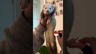 5 Things These Ferrets Are Obsessed With  The Dodo thedodoanimals dodoanimals [upl. by Madora613]