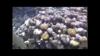 Coral Reef Bleaching Transect at Haulover Reef Virgin Islands National Park September 29 2010 [upl. by Teirtza]