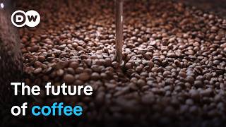 How climate change threatens coffee production  DW Documentary [upl. by Kcerred]