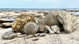 Death Plates Crinoids Brachiopods and Other Fun Fossils [upl. by Enner921]