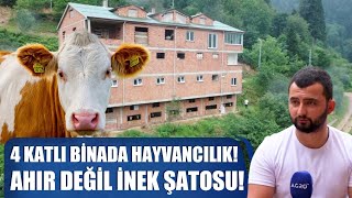 Ahır Değil İnek Şatosu 4 Katlı Binada Hayvancılık Yapıyor  Abi Nerdesin [upl. by Acinom887]