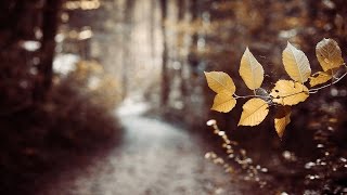 LAST LEAF DOWN  The Path official video [upl. by Atiana]