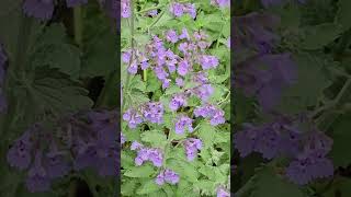 Catmint Flowers  NJ [upl. by Behn]