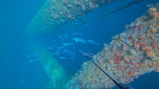 Spearfishing Texas OFFSHORE OIL RIGS with a POLESPEAR for Snapper  Rod n Reel Jigging for Cobia [upl. by Verity]