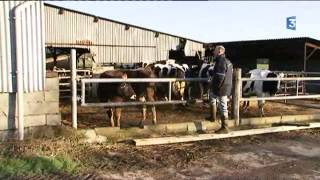 Les vaches soignées aux huiles essentielles [upl. by Fiona]