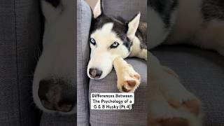 Funny Dog Video of Sassy and Derpy Huskies funnydogvideo husky [upl. by Nolyd785]