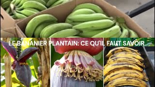 LE BANANIER PLANTAIN VARIETES CULTURE ET MALADIES 🤑🥰💕👍😎 [upl. by Chapa961]