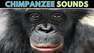 Chimpanzee amp Monkey Sounds  Identify the Sound A Chimpanzee [upl. by Othe]