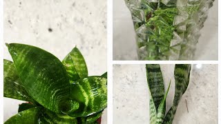 snake plant prapogation care and how to grow [upl. by Eirhtug]