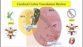 12DaysinMarch Stroke Localization Cortical Part 1 of 3 for the USMLE Step One Exam [upl. by Phyllys]