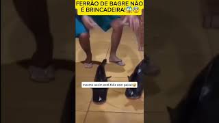 shorts short peixe fish bagres catfish viralvideo viralvideo pescador pesca youtubeshorts [upl. by Eillak]