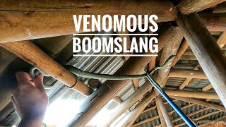 Boomslang In The Rafters AGAIN [upl. by Chet469]