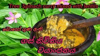 Sri Lanka Gas Nivithi Curry 👍👍බොහෝ ගුණ ඇති නිවිතිය වයාංජනය 😊😊 Tree Spinach curry mixed with lentils [upl. by Yvette]