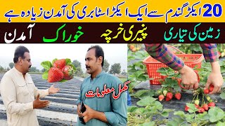 Strawberry farming  strawberry farming in Pakistan  very profitable fruit crop  farming Pakistan [upl. by Lezah]