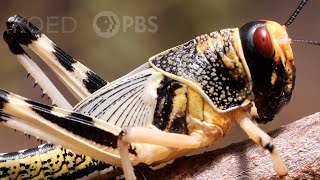 These Swarming Locusts Are Grasshoppers Gone Wrong  Deep Look [upl. by Ridan448]