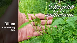 Pink weed Spigelia anthelmia [upl. by Nalliuq884]