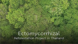 Ectomycorrhizal Reforestation Project in Thailand [upl. by Nosraep]