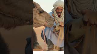 Discover the Remarkable Adaptations and Cultural Significance of Camels [upl. by Osner500]