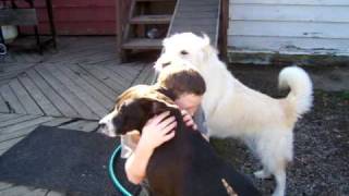 Dogs giving our kids kisses and hugs at Pawsitive Adventures [upl. by Jennette]