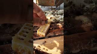 How Beekeepers Trick the Hive into Accepting a New Queen watch till the end shorts [upl. by Reeher896]