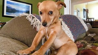 This FUNNY PUPPY Will Turn Your Day Around 😁 Funniest Animal Videos [upl. by Dijam]