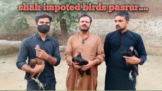 shah impoted birds pasrurbreeding setup burmi pakoye panus and etc [upl. by Nnahs258]