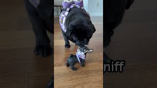 How could this be blackpug dogshorts pug puglife [upl. by Florencia632]