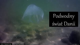 Podwodny świat Danii [upl. by Pompea]