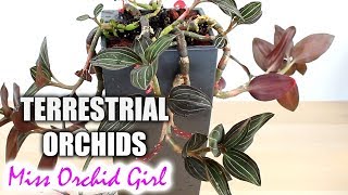 Terrestrial Orchids with pretty leaves  New Ludisia display [upl. by Viviana]