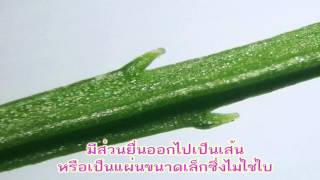 หวายทะนอย Psilotum [upl. by Atteuqahs]