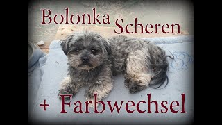 Bolonka Zwetna Pflege  Bolonka Farbwechsel  Bolonka Farbe  Bolonka Fellpflege  Bolonka Scheren [upl. by Azmuh371]