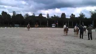 Ontspoorde haflinger hengst uit zijn plaat [upl. by Sowell652]