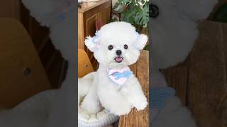 Teacup Pomeranian Puppies  cute teacup puppy videos  cute pomeranians  cheapest dog breeds cute [upl. by Farrison]